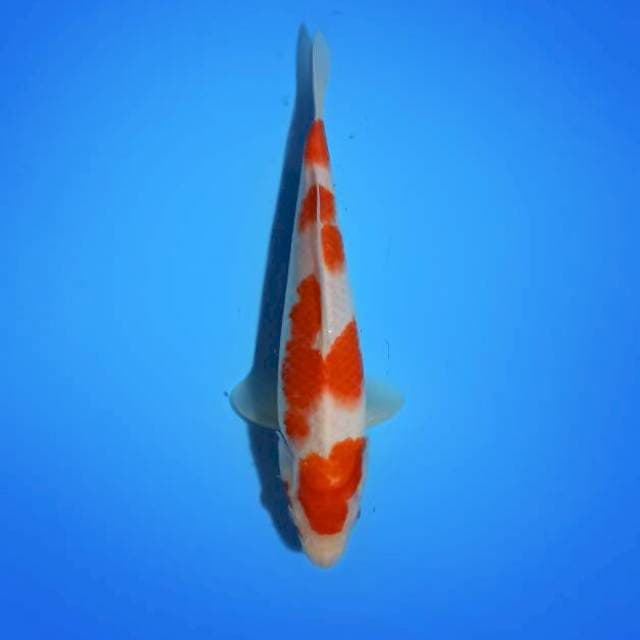 Kohaku 25cm