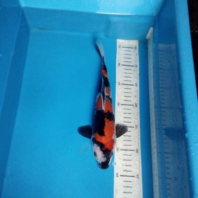 Showa 30cm