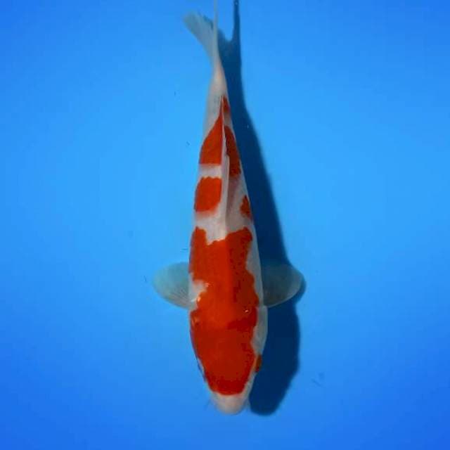 Kohaku 23cm