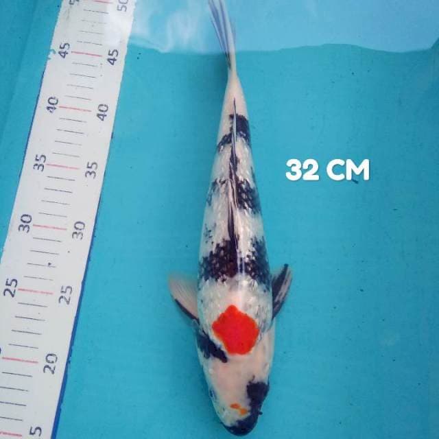 Showa Ginrin 32 CM