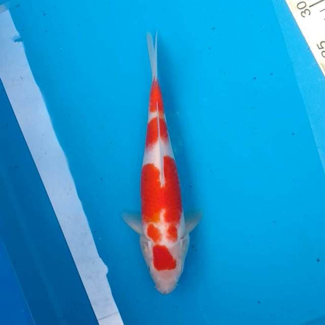 Kohaku