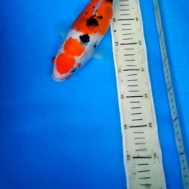 SANKE MALE 32CM
