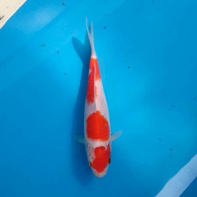 Kohaku 3
