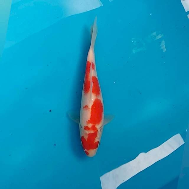 Kohaku 7