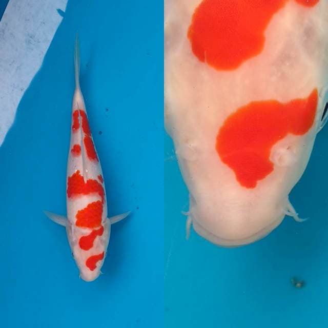 Kohaku (mulut kurang simetris)