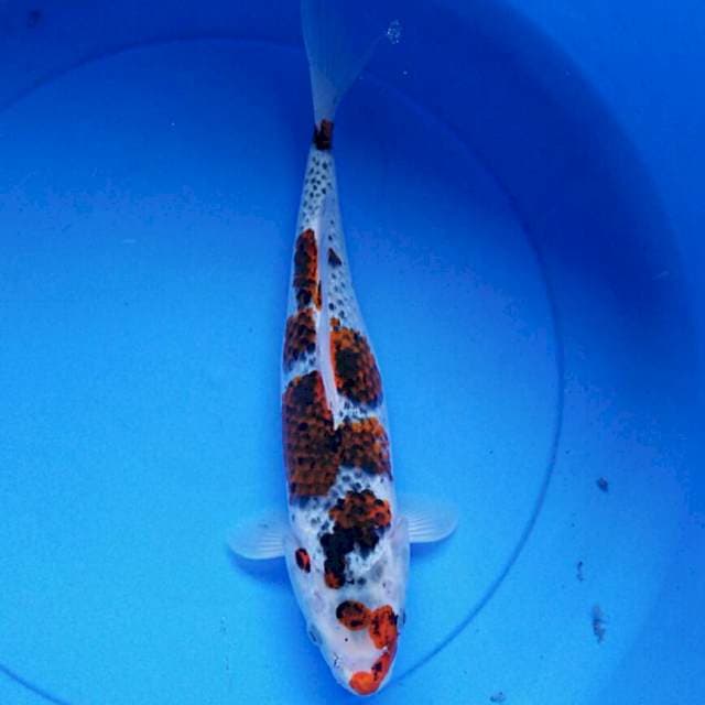 Budho goromo 32cm