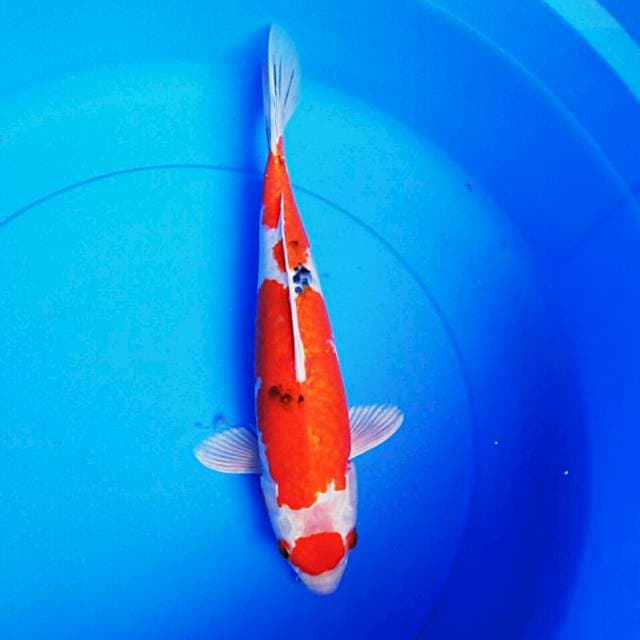 Sanke hikari 34cm