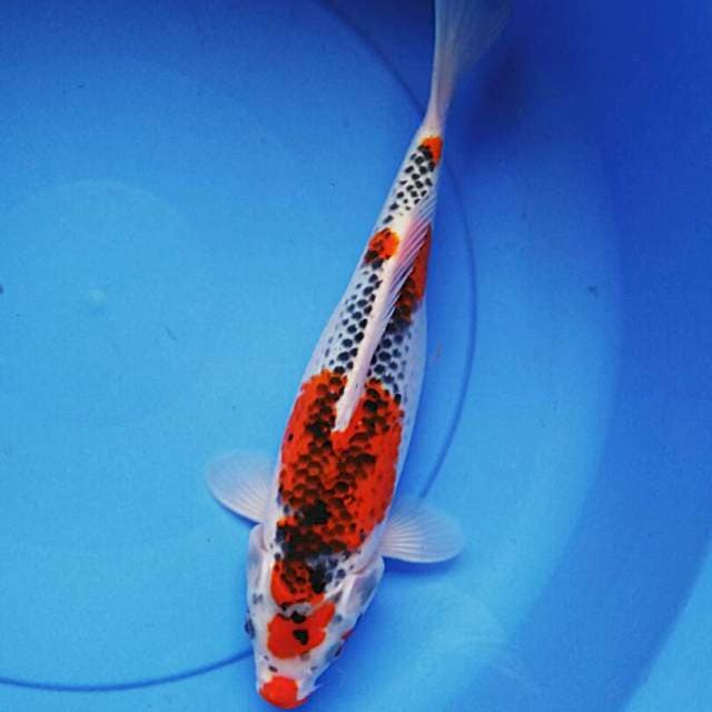 Goshiki 33cm