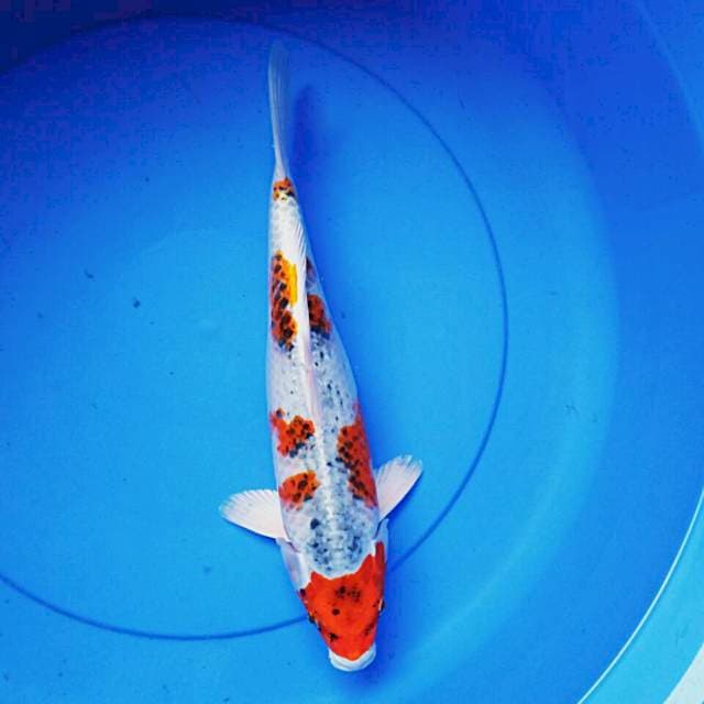 Kujaku 34cm