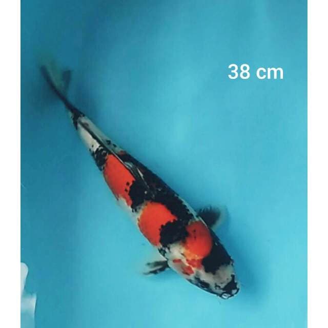 Showa 38 cm