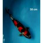 Showa 38 cm 