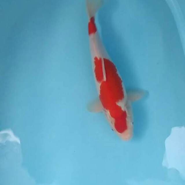 Kohaku female 35 cm