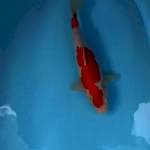 Kohaku female 35 cm