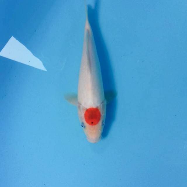 Tancho, 27 cm