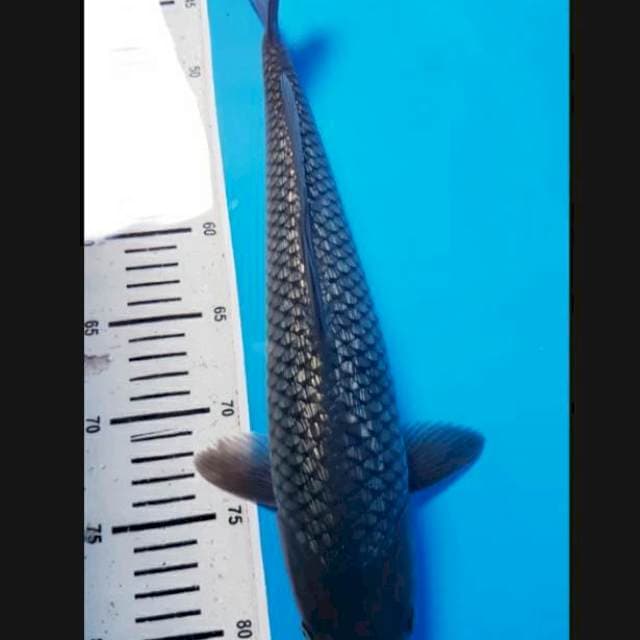 Soragoi ginrin 40cm fm