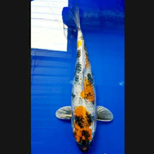 Kin showa 37cm fm