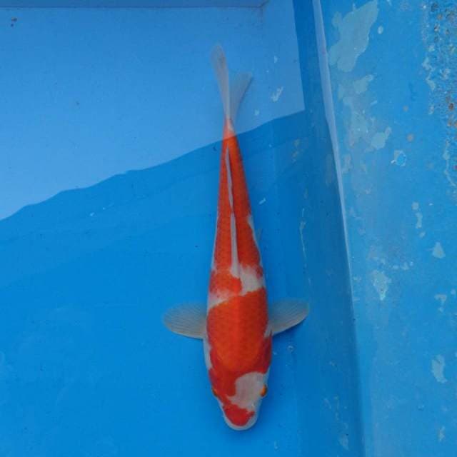 Kohaku Ori F1