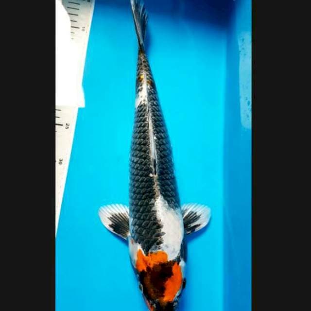 TC.Kin showa ori 42cm