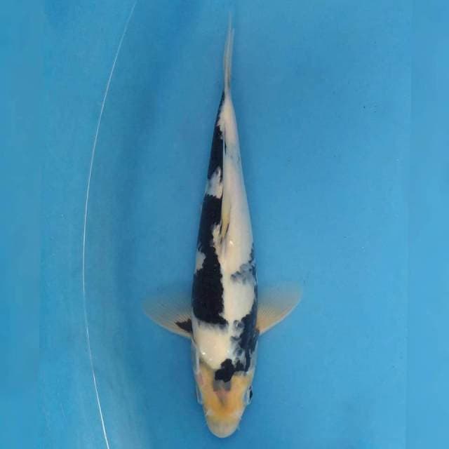 Okawa Shiro