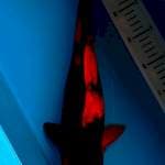 Utsuri 40cm, female