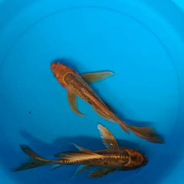 Kiko seleyer/kumpai