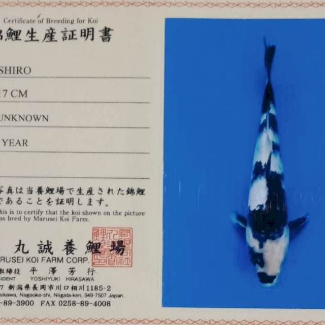 Shiro import marusei farm tosai