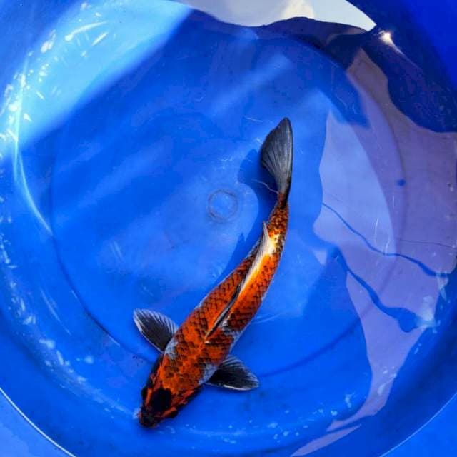 ginga unik 36cm male