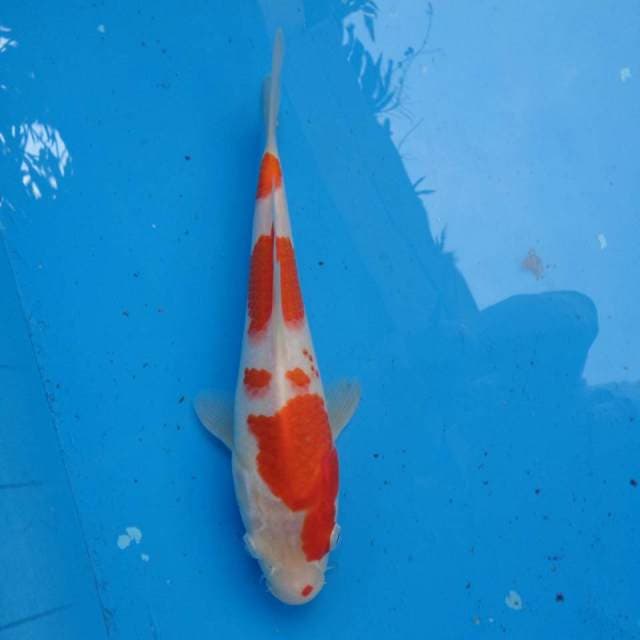 Kohaku Ori F1