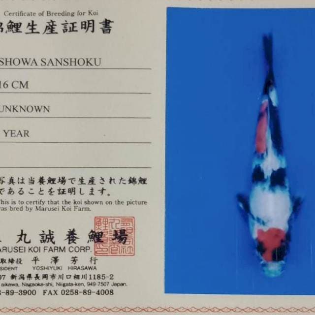 Showa marusei farm