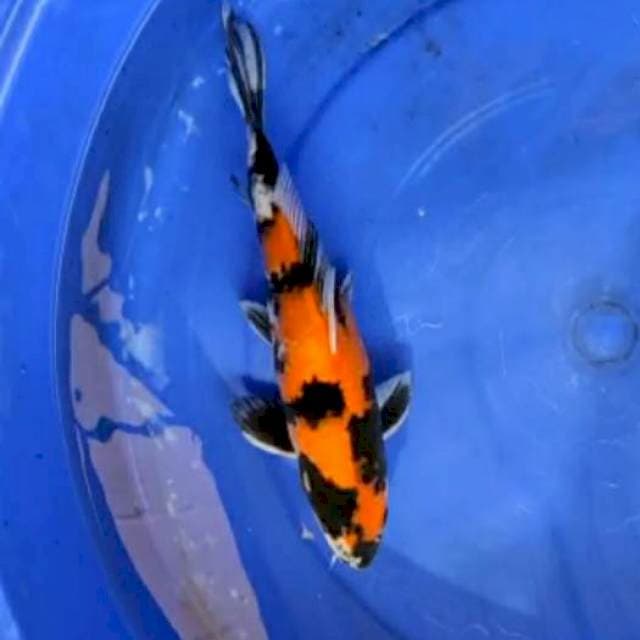 showa 29cm male