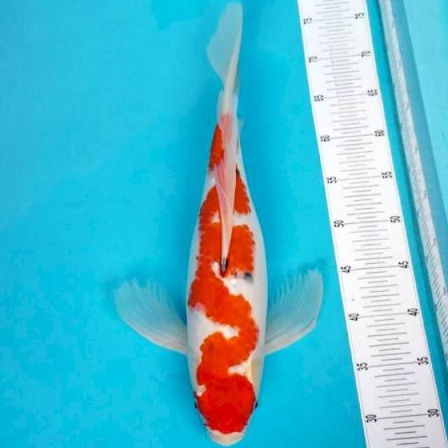 KUMPAY SANKE INAZUMA 48 CM