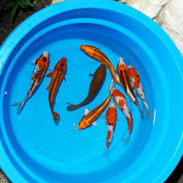 Mix 18 -20 cm