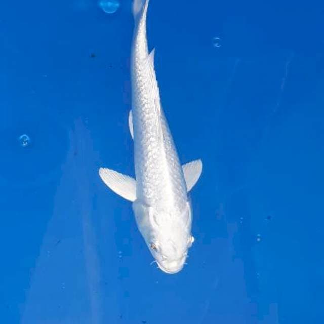 Platinum ginrin. 31cm