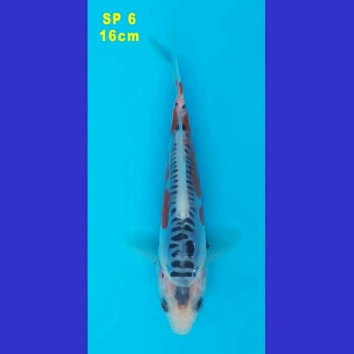 SHUSUI F1 KONISHI 80 BU (SP 6)