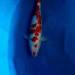 Kohaku jumbo ginuk ginuk