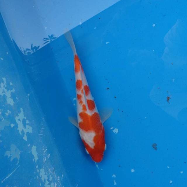 Kohaku Ori F1