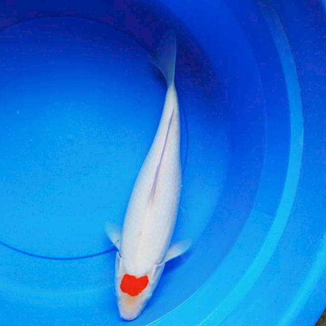 Tancho 40cm