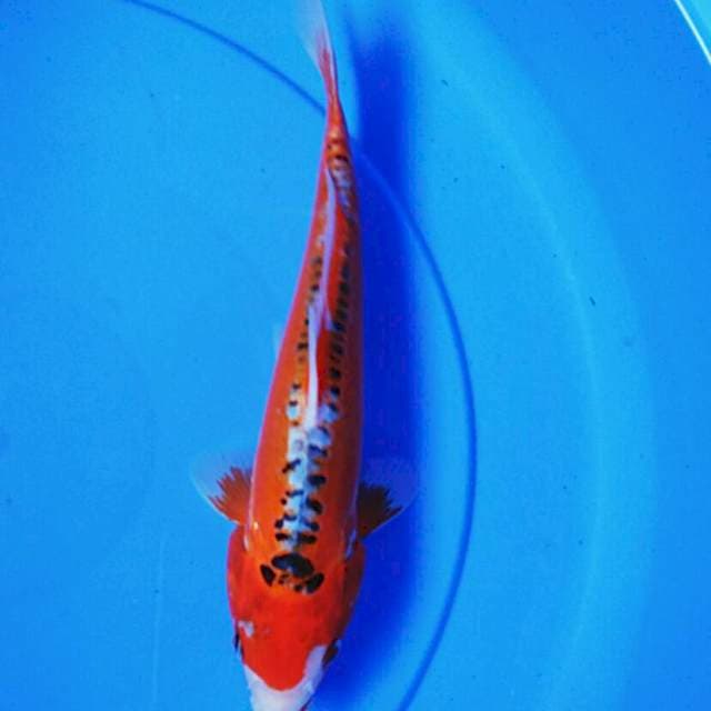Shushui 26cm