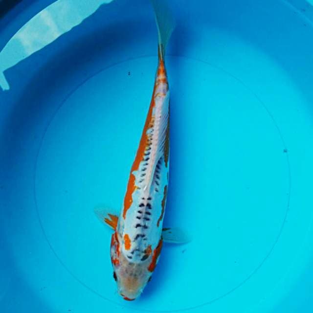 Shushui 29cm