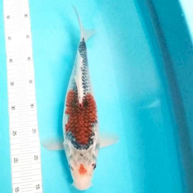 Goshiki bulky 34cm