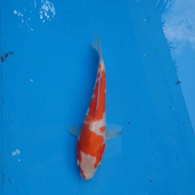 Kohaku Ori F1