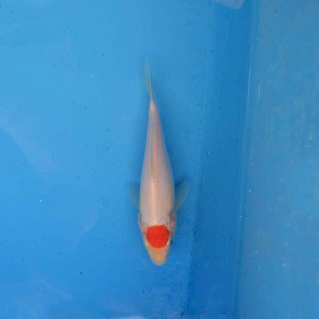Tancho Ori F1