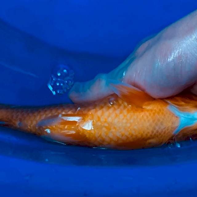 BENIGOI TEMBUS PERUT JUMBO
