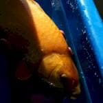 Karashi 37cm punuk calon jumbo