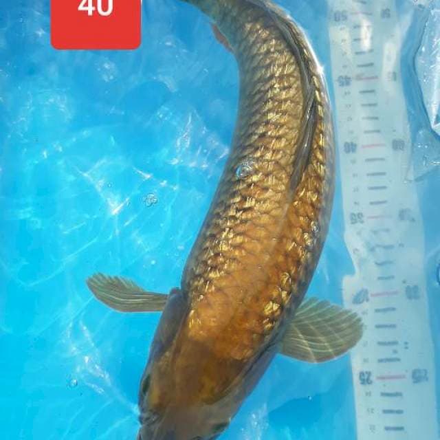 Chagoi ginrin 40cm