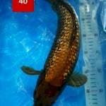 Chagoi ginrin 40cm