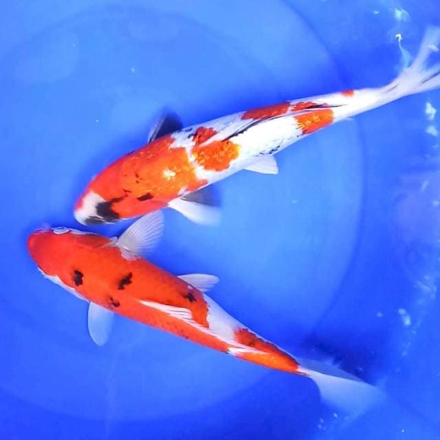 Showa vs sanke // 31&34cm