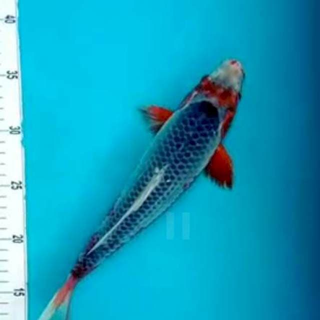 Asagi jantan sisik rapi. 33cm