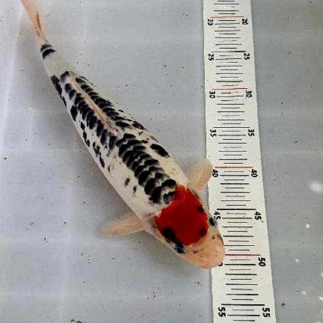 Tancho Doitsu Body Torpedo