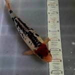 Tancho Doitsu Body Torpedo